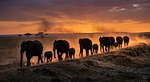Random: elephants, herd, wildlife, savanna, migration, family, sunset, silhouette, dusk, golden hour, dust, tusks, landscape, africa, nature, elephant calves, climate change, safari, wilderness, natural environment