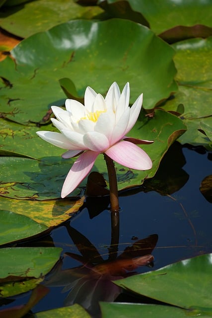 Nenúfares, Lagoa, Pétalas, Branco