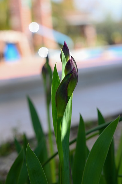 Free Iris Bud Natural Beauty photo and picture
