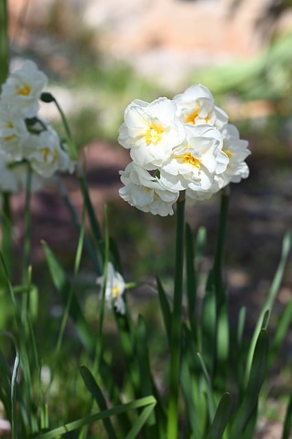 Free Narcissus Double Narcissus photo and picture
