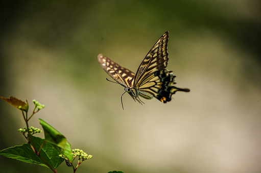 Free Butterfly Flight illustration and picture