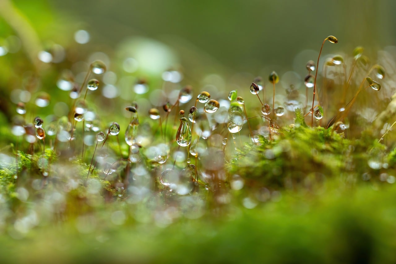 Download free HD stock image of Moss Nature Free Moss Nature photo and picture