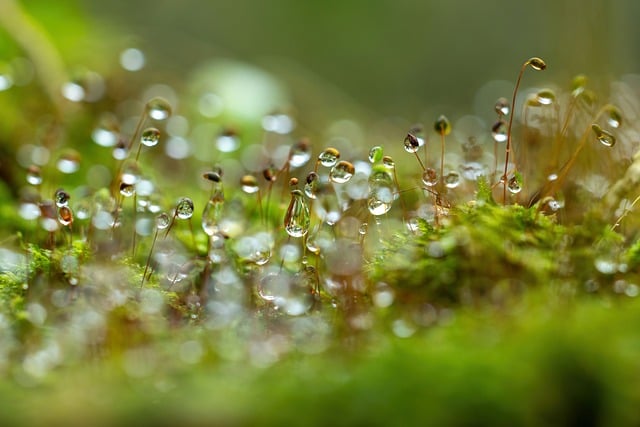 Free Moss Nature photo and picture