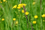 Random: buttercup, meadow, grass, yellow, nature, wildflowers, meadow flower, stems, rural, spring, natural beauty, ecology, romance, tranquility, purity, cultivation, landscape