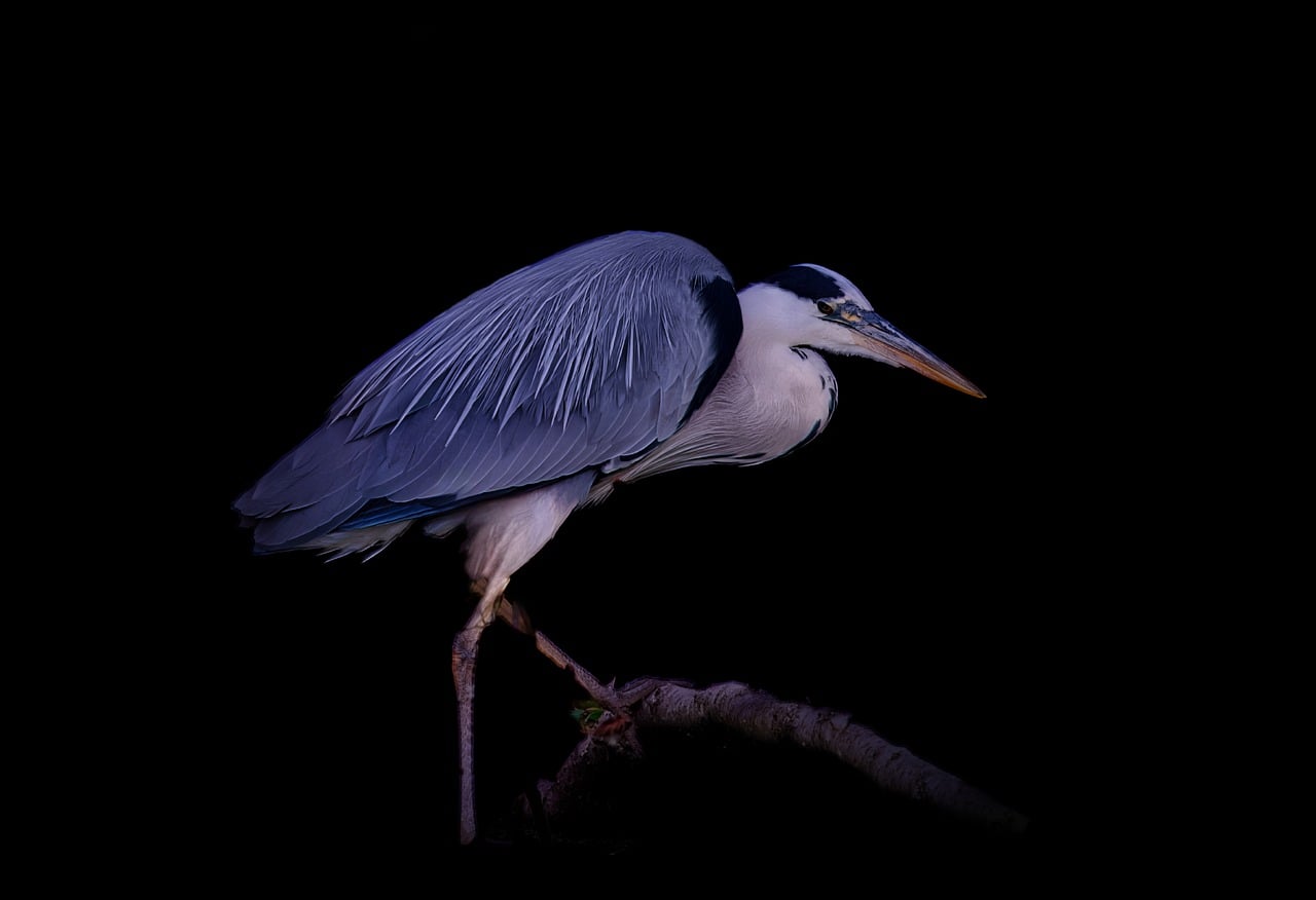 Heron - free online jigsaw puzzle photo