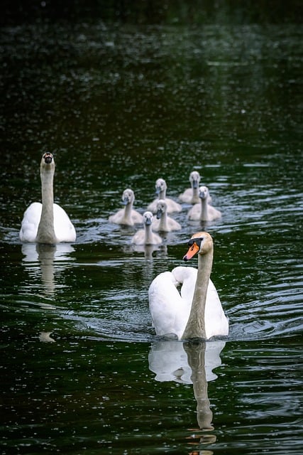Free Swans Lake photo and picture