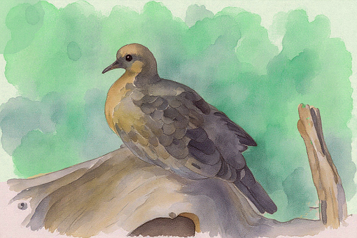 Free Dove Bird illustration and picture