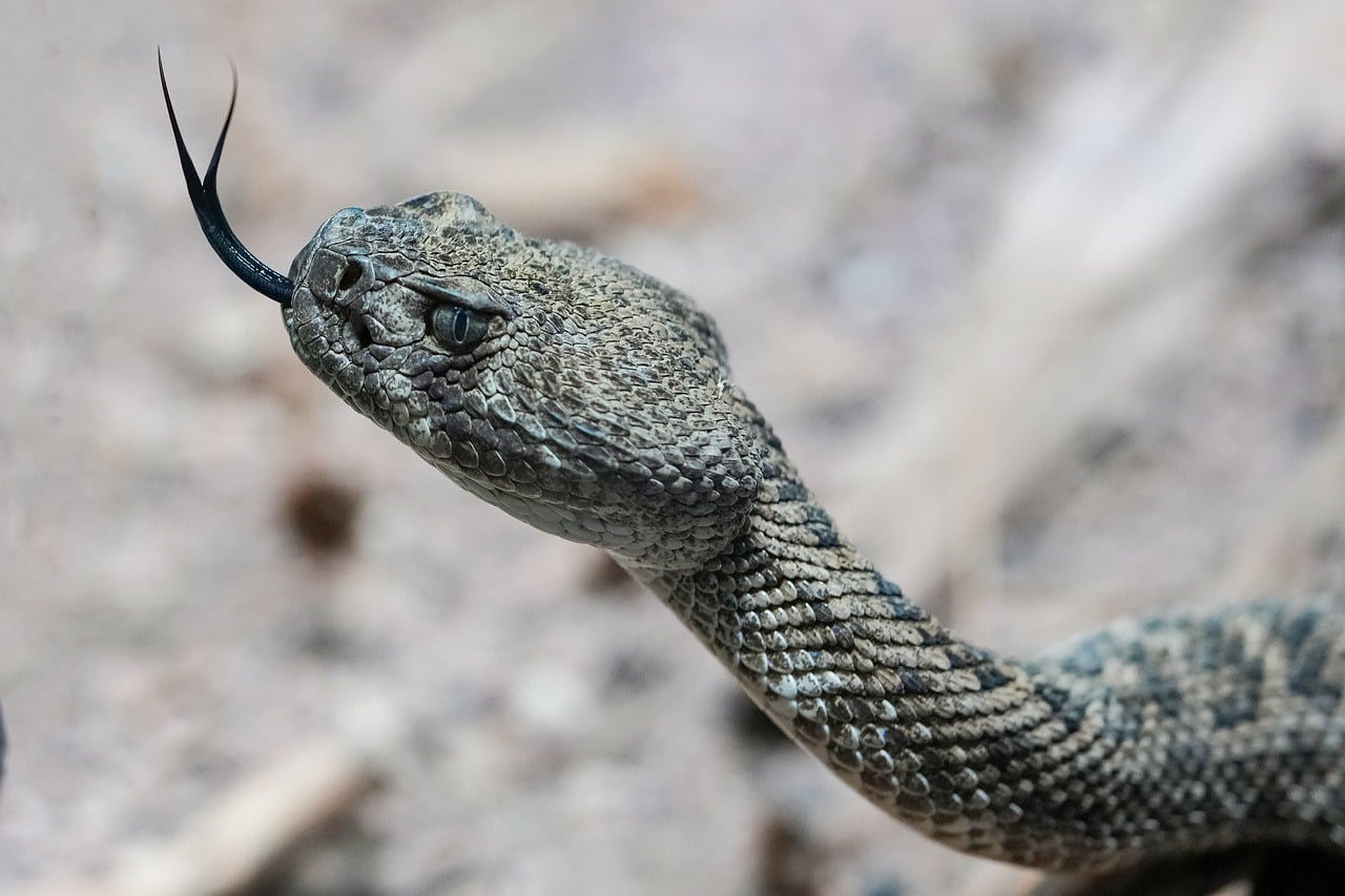 Rattlesnake - free online jigsaw puzzle photo