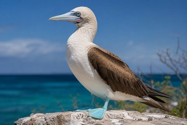 Abbott'S Booby, Tropische Vogel