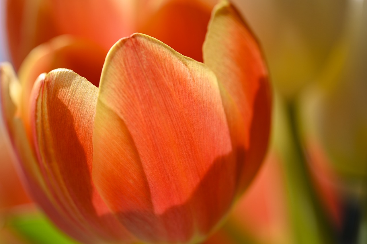 Tulip - free online jigsaw puzzle photo