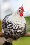 Random: braekel hen, chicken feathers, black-and-white pattern, red comb, white earlobes, chicken breed, nature, bird, perched, natural, scenic, vibrant colors, scarlet, rural, pet, chicken coop, wild animal, farming life, farm animal, color contrast, lively scene