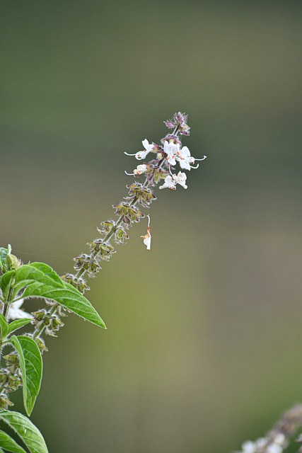 Free Basil White Flower photo and picture