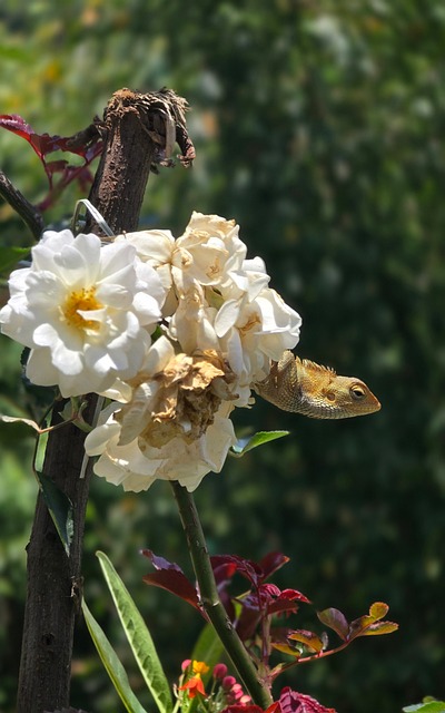 Free Lizard Flowers photo and picture