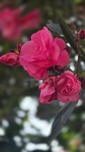 Free Oleander Pink Flower photo and picture