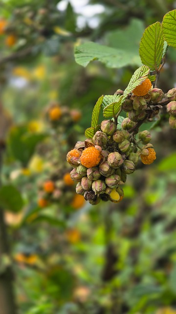 Free Blackberry Orange photo and picture