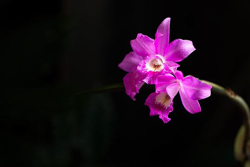 Violett, Blumen, Rosa, Orchidee, Natur