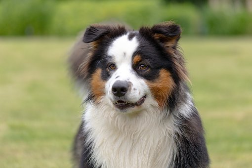 Hund, Border Collie, Schwarz-Weiß