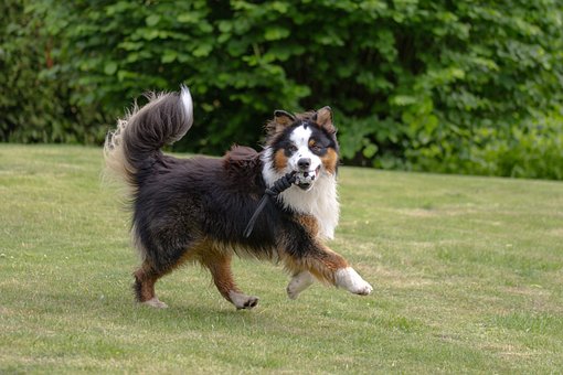 Hund, Spiel, Gras, Verspielt