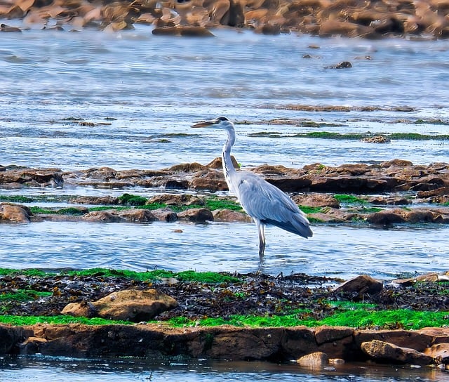 Free Heron Coast photo and picture