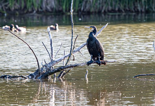 Free Cormorant Bird photo and picture
