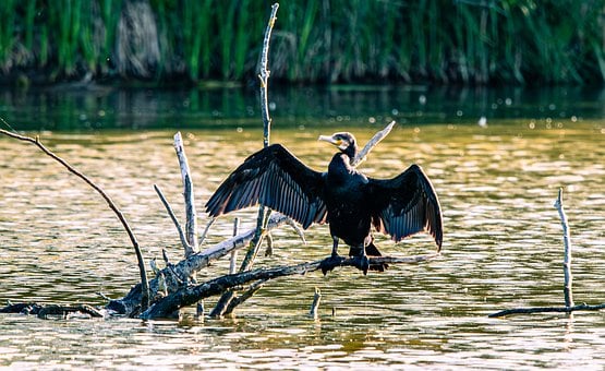 Free Cormorant Bird photo and picture