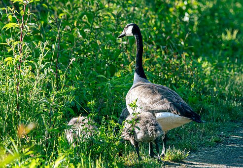 Free Goose Bird photo and picture