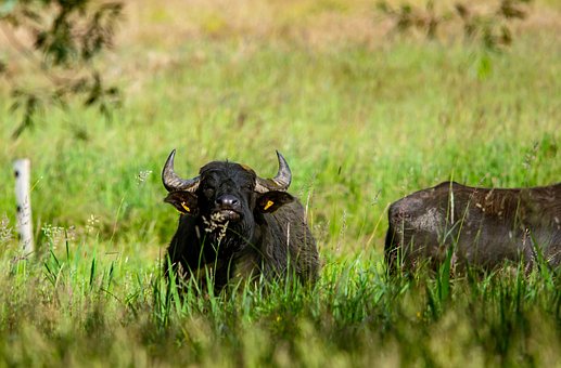 Free Buffalo Animal photo and picture