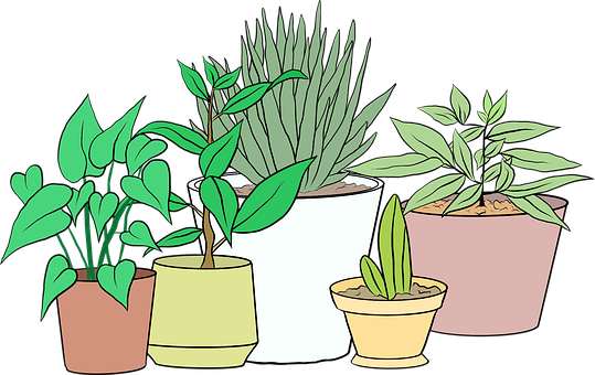 Stueplanter, Kaktus, Hagearbeid, Flora