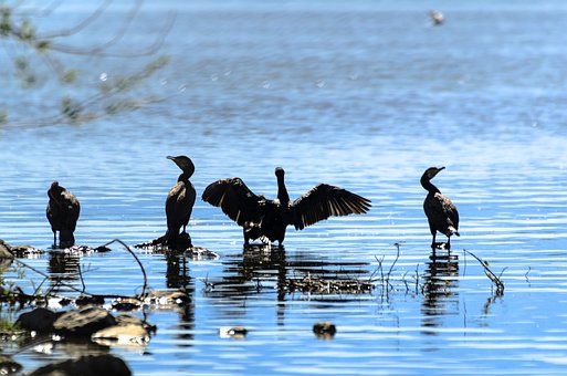 Kormoran, Vögel, Natur, Bodensee, See