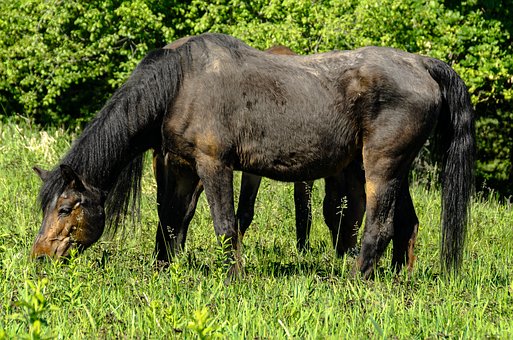 Pferd, Natur, Tier, Weide, Wild, Herde