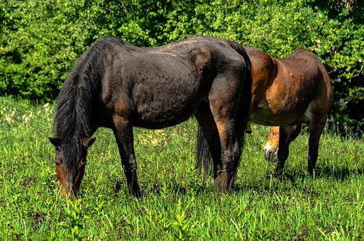 Pferde, Natur, Mustangs, Herde, Lichtung