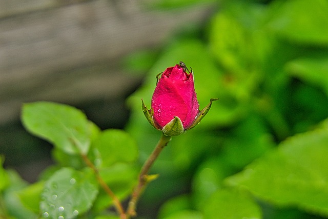 Knopp, Rose, Rosa, Makro, Natur, Frisk