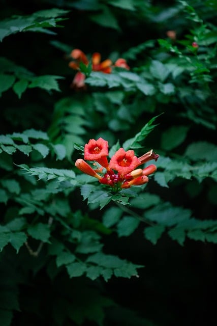 Free Trumpet Flower photo and picture