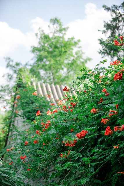 Free Trumpet Vine Wall photo and picture