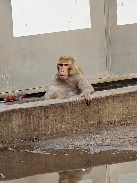 Free Macaque Monkey photo and picture