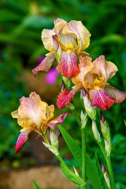 Free Iris Nature photo and picture