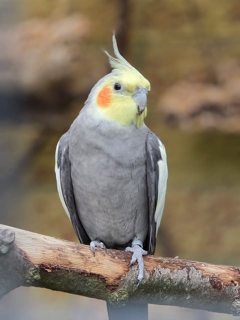 Free Bird Cockatiel photo and picture