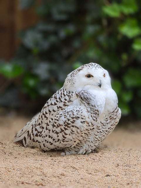 Free Snowy Owl Bird photo and picture