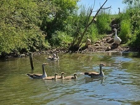 Free Geese Ducks photo and picture