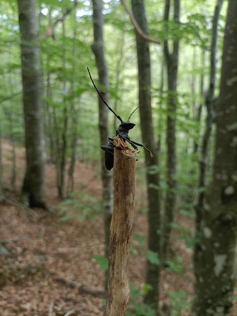 Bille, Insekt, Skov, Træ, Makro, Natur
