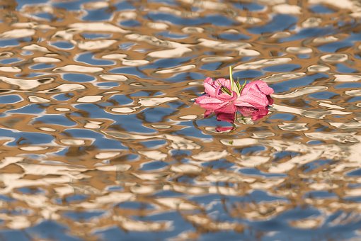 Free Flower Water photo and picture