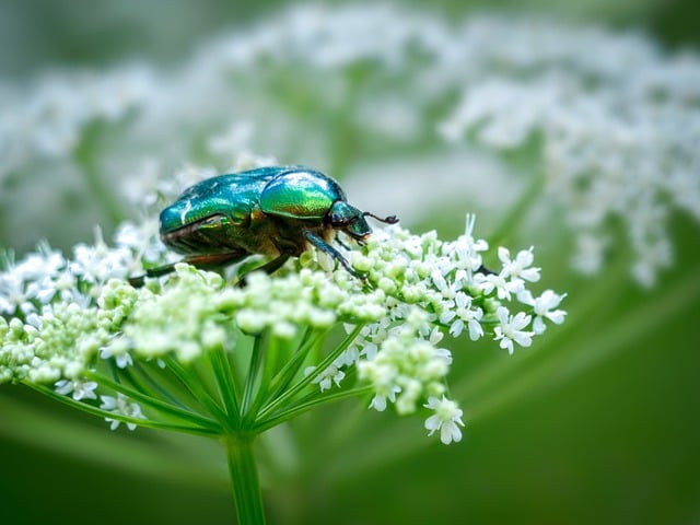 Free Rose Beetle Beetle photo and picture