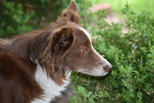 Free Border Collie Dog photo and picture
