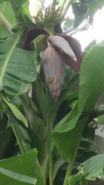 Free Banana Plant Banana Blossom photo and picture