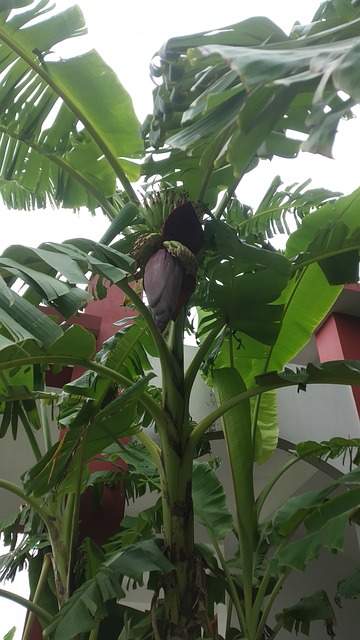 Free Banana Plant Banana Blossom photo and picture