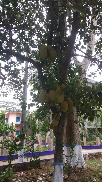 Free Jackfruit Plant photo and picture