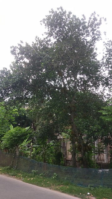 Free Tree Nature photo and picture