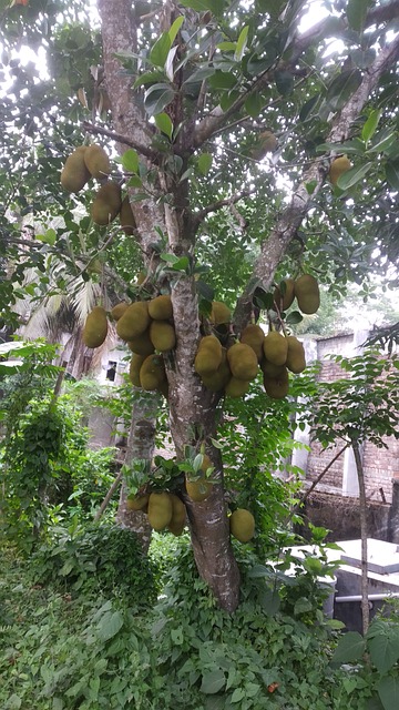 Free Jackfruit Tree photo and picture