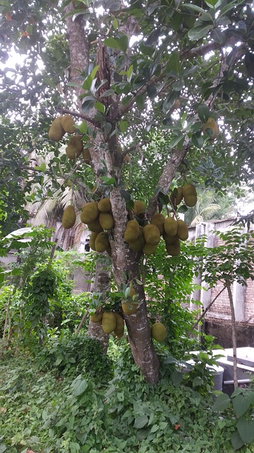Free Jackfruit Tree photo and picture