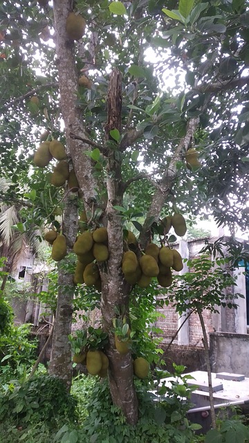 Free Jackfruit Tree Ripe Fruit photo and picture